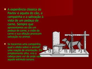 A experiência cl á ssica de Pavlov  é  aquela do cão, a campainha e a saliva ç ão  à  vista de um peda ç o de carne. Sempre que  apresentamos ao cão um peda ç o de carne, a visão da carne e sua olfa ç ão provocam saliva ç ão no animal.  Se tocarmos uma campainha, qual o efeito sobre o animal? uma rea ç ão de orienta ç ão. Ele simplesmente olha, vira a cabe ç a para ver de onde vem aquele est í mulo sonoro. 