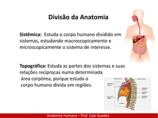 Divisão da Anatomia
Anatomia Humana – Prof. Caio Guedes
Sistêmica: Estuda o corpo humano dividido em
sistemas, estudando macroscopicamente e
microscopicamente o sistema de interesse.
Topográfica: Estuda as partes dos sistemas e suas
relações recíprocas numa determinada
área corpórea, porque estuda o
corpo humano divida em regiões.
 