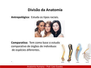 Divisão da Anatomia
Anatomia Humana – Prof. Caio Guedes
Antropológica: Estuda os tipos raciais.
Comparativa: Tem como base o estudo
comparativo de órgãos de indivíduos
de espécies diferentes.
.
 