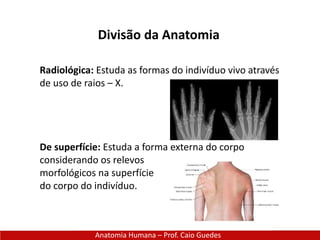 Divisão da Anatomia
Anatomia Humana – Prof. Caio Guedes
Radiológica: Estuda as formas do indivíduo vivo através
de uso de raios – X.
De superfície: Estuda a forma externa do corpo
considerando os relevos
morfológicos na superfície
do corpo do indivíduo.
 