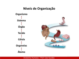 Anatomia Humana – Prof. Caio Guedes
Níveis de Organização
Organismo
Sistema
Órgão
Tecido
Célula
Organelas
Átomo
 