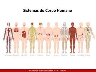 Anatomia Humana – Prof. Caio Guedes
Sistemas do Corpo Humano
 