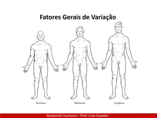 Anatomia Humana – Prof. Caio Guedes
Fatores Gerais de Variação
Anatômica
 