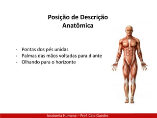 Posição de Descrição
Anatômica
Anatomia Humana – Prof. Caio Guedes
- Pontas dos pés unidas
- Palmas das mãos voltadas para diante
- Olhando para o horizonte
 