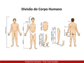 Anatomia Humana – Prof. Caio Guedes
Divisão do Corpo Humano
 