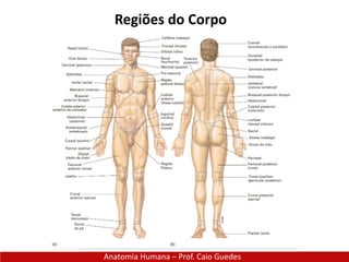 Anatomia Humana – Prof. Caio Guedes
Regiões do Corpo
 