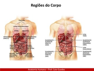 Anatomia Humana – Prof. Caio Guedes
Regiões do Corpo
 