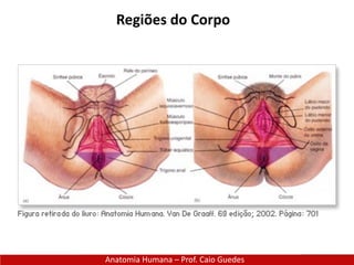 Anatomia Humana – Prof. Caio Guedes
Regiões do Corpo
 