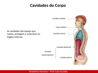 Anatomia Humana – Prof. Caio Guedes
Cavidades do Corpo
As cavidades são espaço que
isolam, protegem e sustentam os
órgãos internos.
 