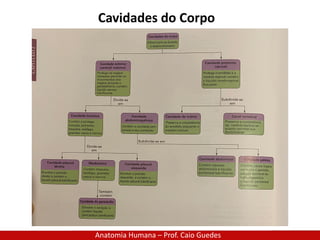 Anatomia Humana – Prof. Caio Guedes
Cavidades do Corpo
 