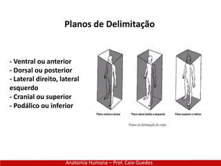 Anatomia Humana – Prof. Caio Guedes
Planos de Delimitação
- Ventral ou anterior
- Dorsal ou posterior
- Lateral direito, lateral
esquerdo
- Cranial ou superior
- Podálico ou inferior
 