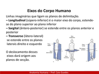 Anatomia Humana – Prof. Caio Guedes
Eixos do Corpo Humano
Linhas imaginárias que ligam os planos de delimitação.
– Longitudinal (súpero-inferior) é o maior eixo do corpo, estende-
se do plano superior ao plano inferior
– Sargital (ântero-posterior) se estende entre os planos anterior e
posterior
– Transverso (látero-lateral)
se estende entre os planos
laterais direito e esquerdo
O deslocamento desses
eixos dará origem aos
planos de secção.
 