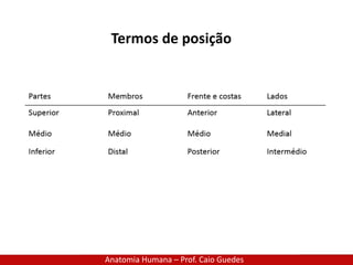 Anatomia Humana – Prof. Caio Guedes
Termos de posição
 