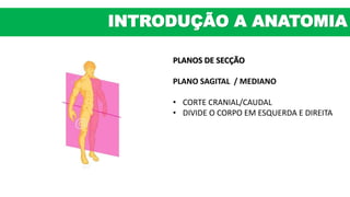 PLANOS DE SECÇÃO
PLANO SAGITAL / MEDIANO
• CORTE CRANIAL/CAUDAL
• DIVIDE O CORPO EM ESQUERDA E DIREITA
INTRODUÇÃO A ANATOMIA
 