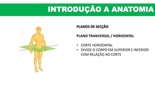 PLANOS DE SECÇÃO
PLANO TRANVERSAL / HORIZONTAL
• CORTE HORIZONTAL
• DIVIDE O CORPO EM SUPERIOR E INFERIOR
COM RELAÇÃO AO CORTE
INTRODUÇÃO A ANATOMIA
 