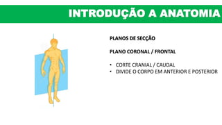 PLANOS DE SECÇÃO
PLANO CORONAL / FRONTAL
• CORTE CRANIAL / CAUDAL
• DIVIDE O CORPO EM ANTERIOR E POSTERIOR
INTRODUÇÃO A ANATOMIA
 