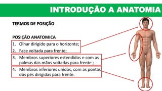 TERMOS DE POSIÇÃO
POSIÇÃO ANATOMICA
1. Olhar dirigido para o horizonte;
2. Face voltada para frente;
3. Membros superiores estendidos e com as
palmas das mãos voltadas para frente ;
4. Membros inferiores unidos, com as pontas
dos pés dirigidas para frente.
INTRODUÇÃO A ANATOMIA
 
