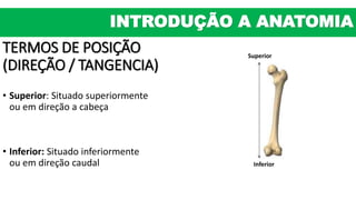 INTRODUÇÃO A ANATOMIA
TERMOS DE POSIÇÃO
(DIREÇÃO / TANGENCIA)
• Superior: Situado superiormente
ou em direção a cabeça
• Inferior: Situado inferiormente
ou em direção caudal
Superior
Inferior
 