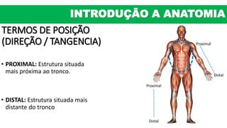 TERMOS DE POSIÇÃO
(DIREÇÃO / TANGENCIA)
• PROXIMAL: Estrutura situada
mais próxima ao tronco.
• DISTAL: Estrutura situada mais
distante do tronco
Proximal
Distal
Distal
Proximal
INTRODUÇÃO A ANATOMIA
 