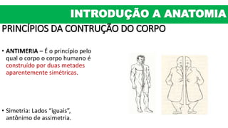 PRINCÍPIOS DA CONTRUÇÃO DO CORPO
• ANTIMERIA – É o princípio pelo
qual o corpo o corpo humano é
construído por duas metades
aparentemente simétricas.
• Simetria: Lados “iguais”,
antônimo de assimetria.
INTRODUÇÃO A ANATOMIA
 