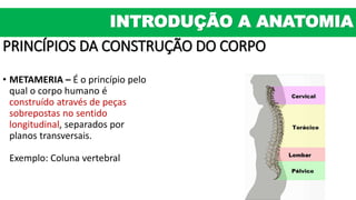 PRINCÍPIOS DA CONSTRUÇÃO DO CORPO
• METAMERIA – É o princípio pelo
qual o corpo humano é
construído através de peças
sobrepostas no sentido
longitudinal, separados por
planos transversais.
Exemplo: Coluna vertebral
INTRODUÇÃO A ANATOMIA
 