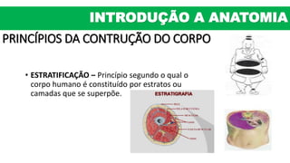 PRINCÍPIOS DA CONTRUÇÃO DO CORPO
• ESTRATIFICAÇÃO – Princípio segundo o qual o
corpo humano é constituído por estratos ou
camadas que se superpõe.
INTRODUÇÃO A ANATOMIA
 