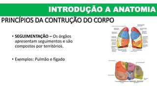 PRINCÍPIOS DA CONTRUÇÃO DO CORPO
• SEGUIMENTAÇÃO – Os órgãos
apresentam seguimentos e são
compostos por territórios.
• Exemplos: Pulmão e fígado
INTRODUÇÃO A ANATOMIA
 