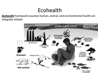 Introduction to EcoHealth