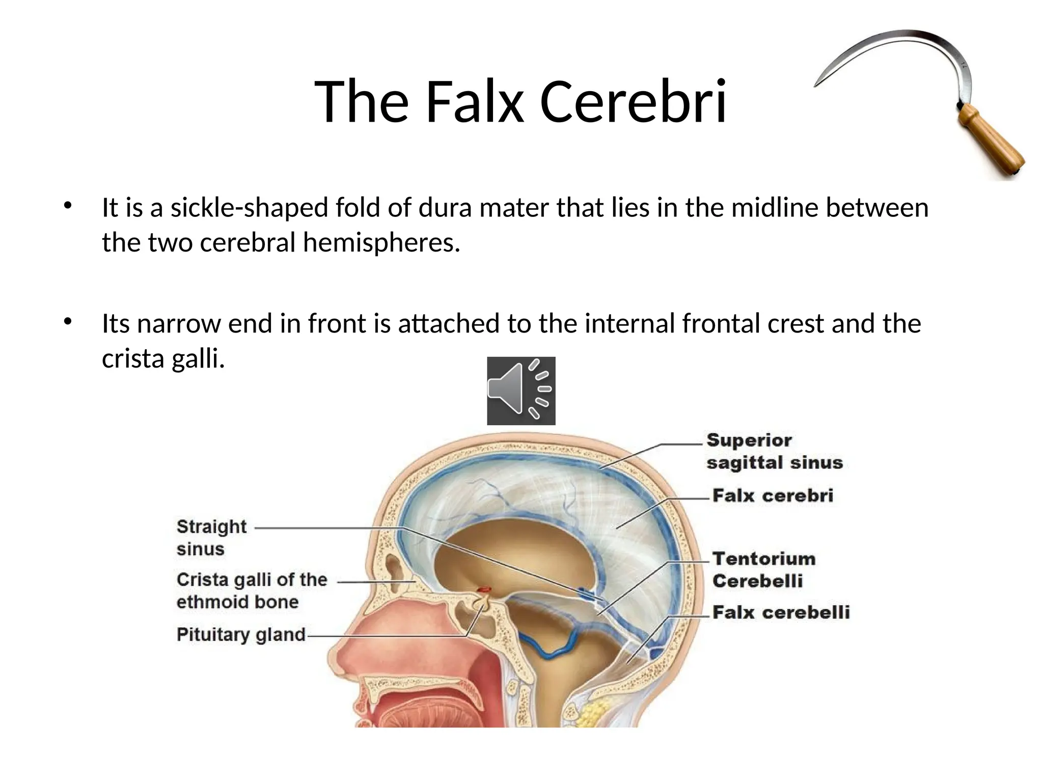 01 Lecture NeuroAnatomy Of Meninges Of Brain And Spinal Cord PPT 01 Lecture NeuroAnatomy Of Meninges Of Brain And Spinal Cord PPT