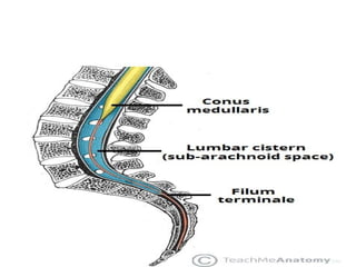 01-Lecture .NeuroAnatomy of Meninges of brain and spinal cord | PPT