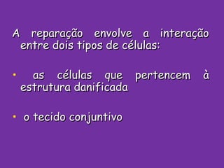 A reparação envolve a interação entre dois tipos de células: as células que pertencem à estrutura danificada o tecido conjuntivo 