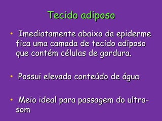 Tecido adiposo Imediatamente abaixo da epiderme fica uma camada de tecido adiposo que contém células de gordura. Possui elevado conteúdo de água Meio ideal para passagem do ultra-som 