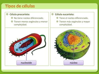  Célula procariota:                    Célula eucariota:
     No tiene núcleo diferenciado.         Tiene el núcleo diferenciado.
     Tienen menos orgánulos y menor        Tienen más orgánulos y mayor
      complejidad.                           complejidad.




            nucleoide                                  núcleo
 
