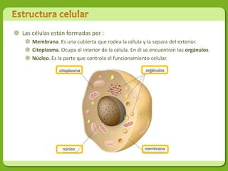  Las células están formadas por :
     Membrana. Es una cubierta que rodea la célula y la separa del exterior.
     Citoplasma. Ocupa el interior de la célula. En él se encuentran los orgánulos.
     Núcleo. Es la parte que controla el funcionamiento celular.
 