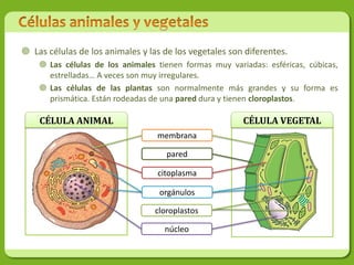  Las células de los animales y las de los vegetales son diferentes.
     Las células de los animales tienen formas muy variadas: esféricas, cúbicas,
      estrelladas… A veces son muy irregulares.
     Las células de las plantas son normalmente más grandes y su forma es
      prismática. Están rodeadas de una pared dura y tienen cloroplastos.

    CÉLULA ANIMAL                                       CÉLULA VEGETAL
                                  membrana

                                     pared

                                  citoplasma

                                   orgánulos

                                  cloroplastos

                                    núcleo
 