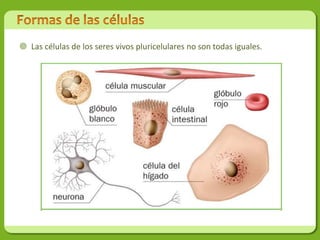  Las células de los seres vivos pluricelulares no son todas iguales.
 