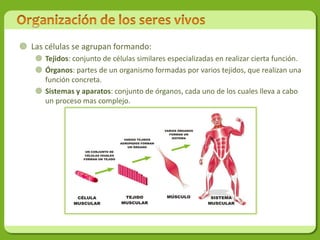  Las células se agrupan formando:
     Tejidos: conjunto de células similares especializadas en realizar cierta función.
     Órganos: partes de un organismo formadas por varios tejidos, que realizan una
      función concreta.
     Sistemas y aparatos: conjunto de órganos, cada uno de los cuales lleva a cabo
      un proceso mas complejo.
 