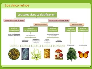 Los que tienen células sin núcleo                                                           Los que tienen células con núcleo

                                                                que no forman tejidos                                                 que forman tejidos


           REINO DE                            REINO DE                                      REINO DE                         REINO DE              REINO DE
        LOS MONERAS                    LOS PROTROCTISTAS                                   LOS HONGOS                        LAS PLANTAS         LOS ANIMALES

     Incluye seres unicelulares,                                                        Descomponen la materia.
     autótrofos o heterótrofos              que incluye seres
                                                                                           Son heterótrofos


                                                        Unicelulares o            Los hay
                                   Unicelulares y                                                          Los hay
                                                        pluricelulares y       unicelulares y
                                   heterótrofos                                                         pluricelulares
                                                          autótrofos           microscópicos

                                                                                                                             Son autótrofos       Son heterótrofos
           Las bacterias           Los protozoos           Las algas           Las levaduras         Los mohos y las setas
 