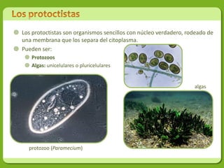  Los protoctistas son organismos sencillos con núcleo verdadero, rodeado de
  una membrana que los separa del citoplasma.
 Pueden ser:
     Protozoos
     Algas: unicelulares o pluricelulares


                                                                    algas




     protozoo (Paramecium)
 