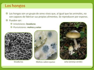  Los hongos son un grupo de seres vivos que, al igual que los animales, no
  son capaces de fabricar sus propios alimentos. Se reproducen por esporas.
 Pueden ser:
     Unicelulares: levaduras
     Pluricelulares: mohos y setas




       levaduras             Mohos sobre queso       seta (oronja verde)
 
