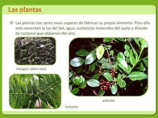  Las plantas son seres vivos capaces de fabricar su propio alimento. Para ello
  solo necesitan la luz del Sol, agua, sustancias minerales del suelo y dióxido
  de carbono que obtienen del aire.




   musgos sobre roca




                                                    arbusto
                               helecho
 