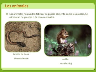 Los animales no pueden fabricar su propio alimento como las plantas. Se
  alimentan de plantas o de otros animales.




      lombriz de tierra
       (invertebrado)                             ardilla
                                               (vertebrado)
 