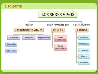 LOS SERES VIVOS

                 realizan           están formados por       se clasifican en

          LAS FUNCIONES VITALES            CÉLULAS              5 REINOS

    Nutrición    Relación   Reproducción       Seres               Moneras
                                            unicelulares
Autótrofos                                                        Protoctistas
                                                Seres
                                            pluricelulares
Heterótrofos                                                        Hongos

                                                                    Plantas

                                                                   Animales
 