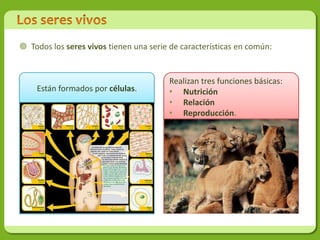  Todos los seres vivos tienen una serie de características en común:


                                        Realizan tres funciones básicas:
    Están formados por células.         • Nutrición
                                        • Relación
                                        • Reproducción.
 