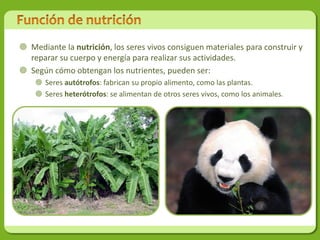  Mediante la nutrición, los seres vivos consiguen materiales para construir y
  reparar su cuerpo y energía para realizar sus actividades.
 Según cómo obtengan los nutrientes, pueden ser:
     Seres autótrofos: fabrican su propio alimento, como las plantas.
     Seres heterótrofos: se alimentan de otros seres vivos, como los animales.
 