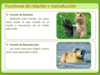  Función de Relación
   Mediante esta función, los seres
vivos notan lo que sucede en el
medio y reaccionan de un modo
adecuado.




 Función de Reproducción
   Los seres vivos dan origen a otros
seres vivos parecidos a ellos.
 