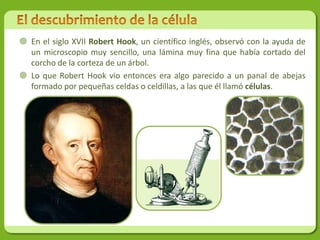  En el siglo XVII Robert Hook, un científico inglés, observó con la ayuda de
  un microscopio muy sencillo, una lámina muy fina que había cortado del
  corcho de la corteza de un árbol.
 Lo que Robert Hook vio entonces era algo parecido a un panal de abejas
  formado por pequeñas celdas o celdillas, a las que él llamó células.
 