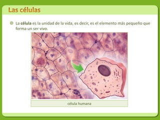  Célula procariota:                    Célula eucariota:
     No tiene núcleo diferenciado.         Tiene el núcleo di...