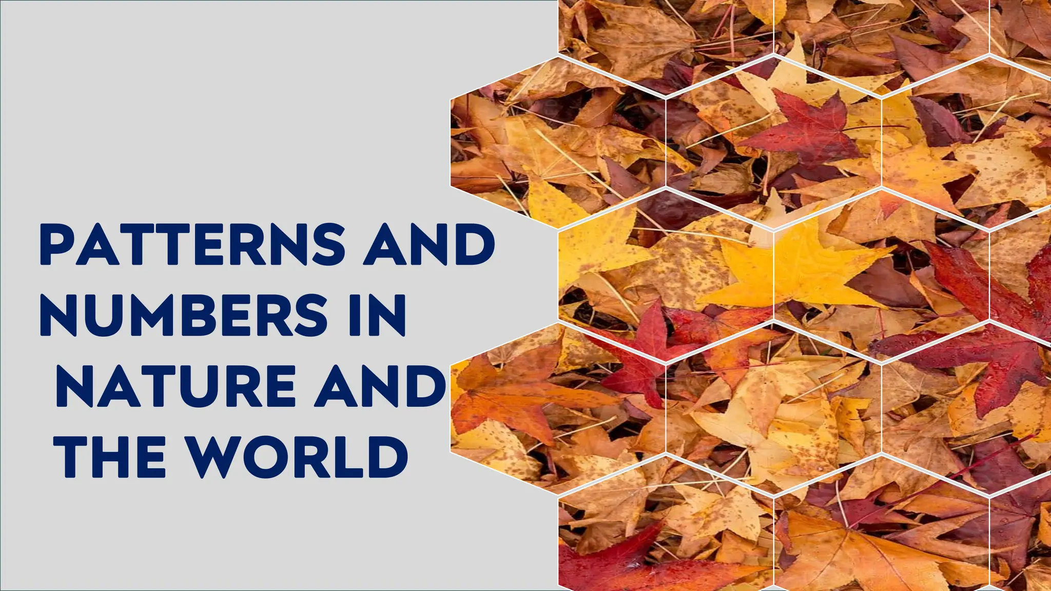 PATTERNS AND
NUMBERS IN
NATURE AND
THE WORLD
 