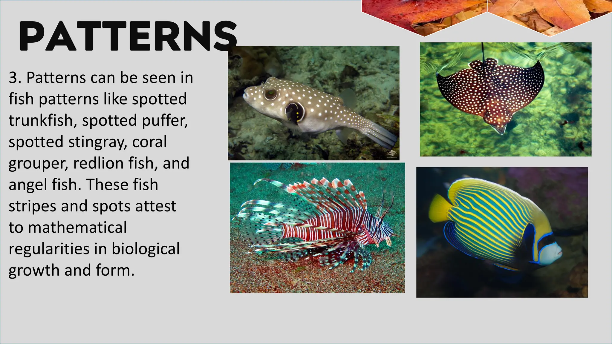 PATTERNS
3. Patterns can be seen in
fish patterns like spotted
trunkfish, spotted puffer,
spotted stingray, coral
grouper, redlion fish, and
angel fish. These fish
stripes and spots attest
to mathematical
regularities in biological
growth and form.
 